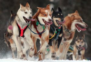 6 dos and donuts of dog sledding