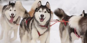 50 Sled Dog Names