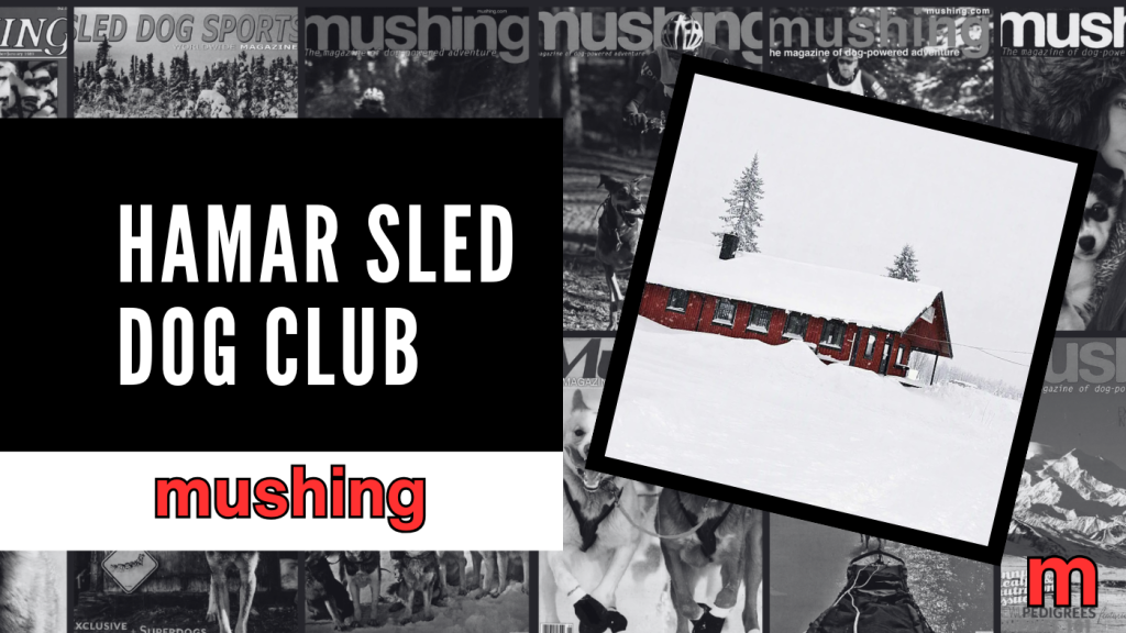 Saving Hamar Sled Dog Club